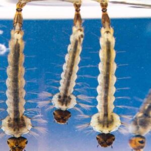 20 yil once gelip yerlesmis simdi koca sehri tehdit ediyor halk yogun istilaya karsi topyekun teyakkuza gecti XHtA3YPz