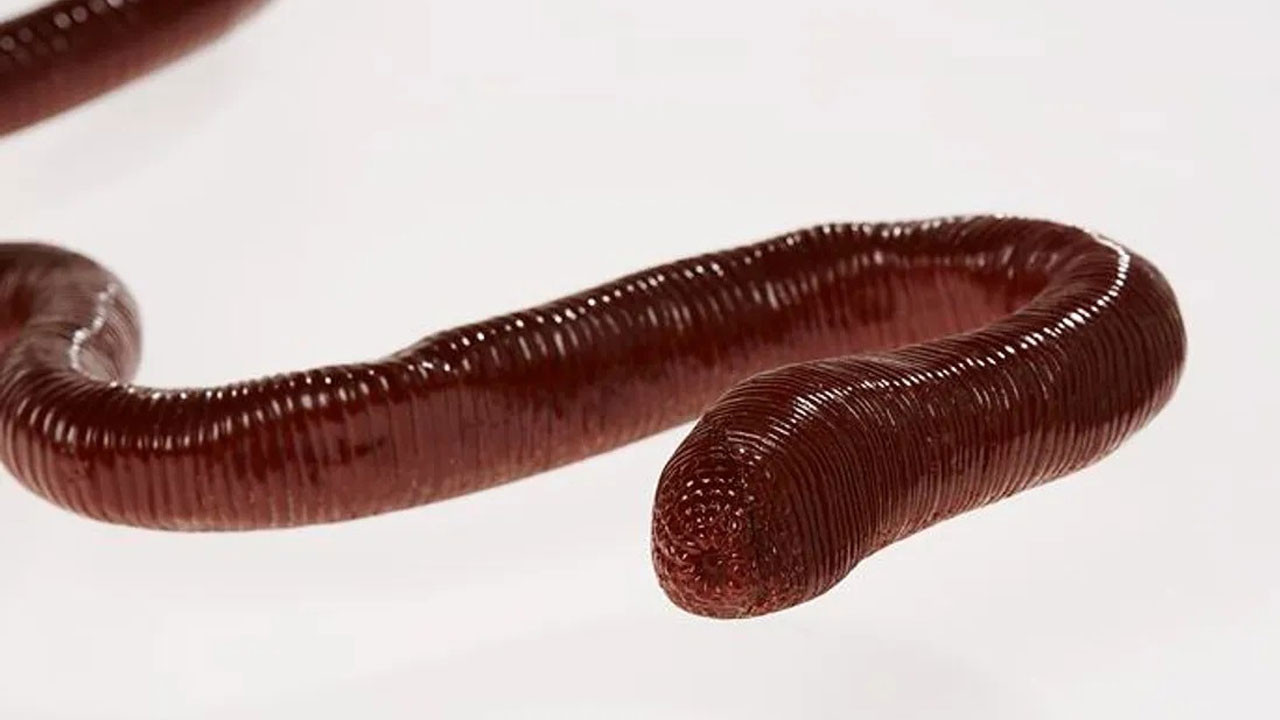 dunyanin en uzun solucani sesi de garip kendisi de ycDMVWJm