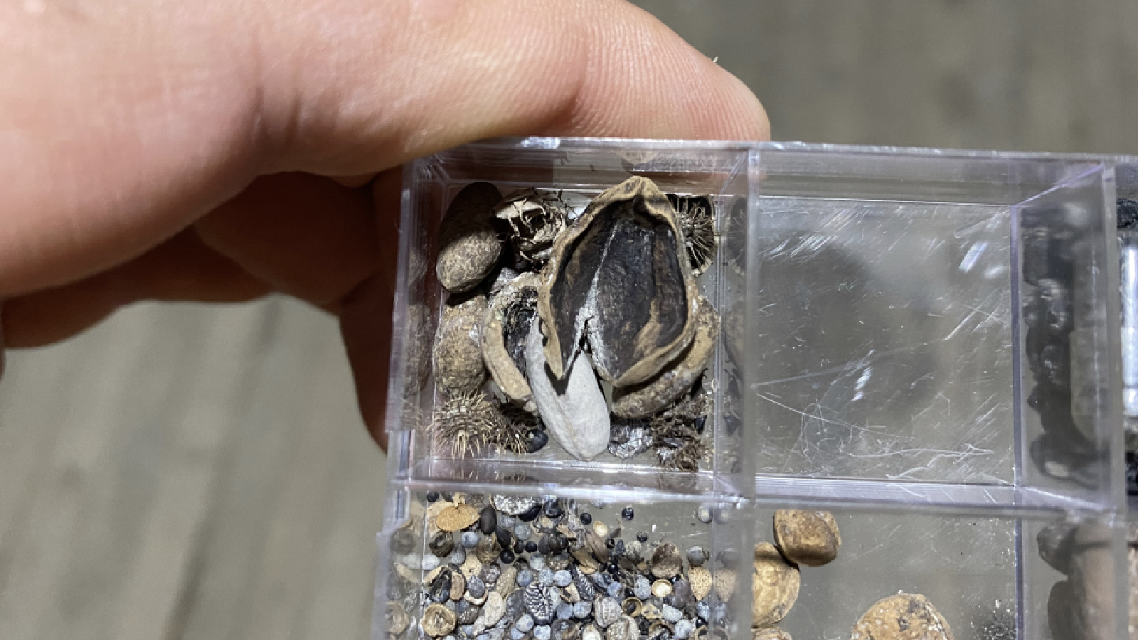 hititlerin kutsal kenti nerikte 3 bin 500 yillik findik fosili bulundu zsusHtWA