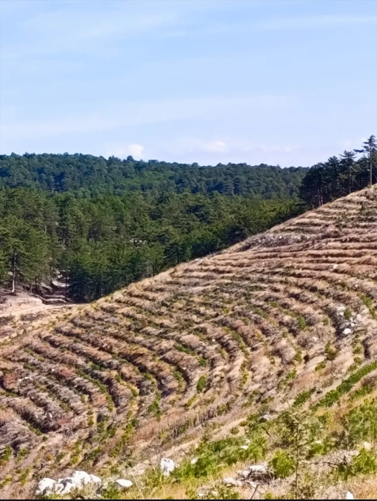 nallihanda yangin sonrasi 2 milyon fidan dikildi XqFaczfn