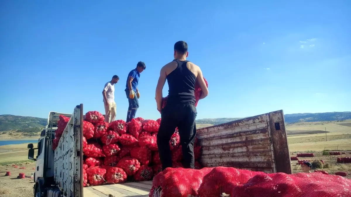 yozgatta sogan hasadi imece usuluyle yapiliyor aUSv9csa.jpg